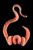 Scoloplos polychaete worm