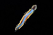 Nereis pelagica polychaete worm