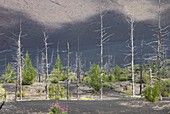 Regenerating vegetation in the 'Dead Forest' Kamchatka