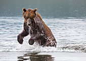 Female Kamchatka brown bear fishing for salmon
