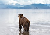Kamchatka Brown Bear standing by Lake Kurilskoye, Russia