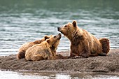 Kamchatka Brown Bear with cubs