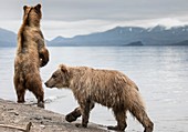 Kamchatka brown bears by Lake Kurilskoye, Russia