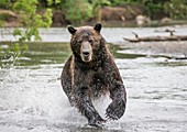 Kamchatka brown bear running along riverbed
