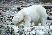 Polar bear eating dead whale