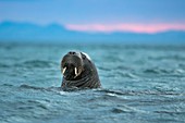 Walrus in water at sunset