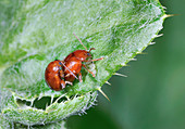 Artichoke beetles mating