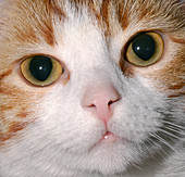 Ginger kitten's face