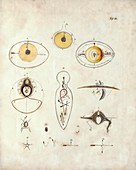 Comparative embryology by von Baer, 1828