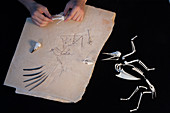 Archaeopteryx fossil research, ESRF, France