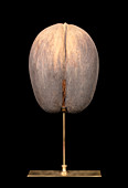 Coco de mer (Lodoicea maldivica) seed