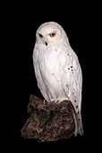Snowy owl specimen