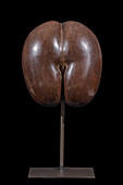 Coco de mer (Lodoicea maldivica) seed