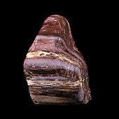 Petrified wood specimen