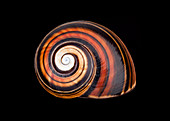 Cuban snail shell