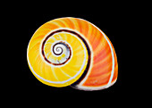 Cuban snail shell