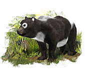 Prehistoric giant panda relative, illustration