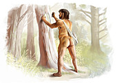Neanderthal stripping bark from a tree, illustration