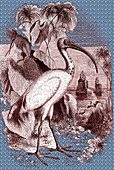Sacred ibis of Egypt, 19th century