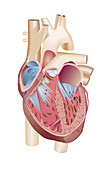 Human heart anatomy, illustration