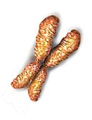 Human chromosome, illustration