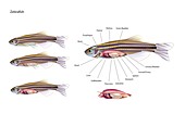 Zebrafish anatomy, illustration