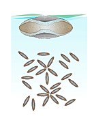 Anopheles mosquito egg, illustration