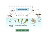 Anopheles mosquito life-cycle, illustration