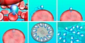 Malaria parasite life-cycle in red blood cells, illustration