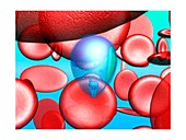 Malaria parasite in blood, illustration