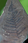 Pecopteris fossil fern