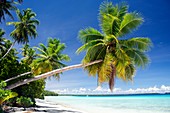 White sand beach and coconut tree