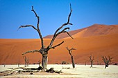 Deadvlei, Namib-Naukluft National Park, Sesriem, Namibia