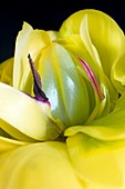 Double tulip flower development