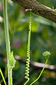 Tendril of white bryony, Bryonia dioic