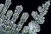 Ice crystals, light micrograph