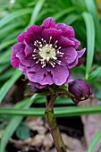 Helleborus 'Double Ellen Red' flower