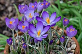 Crocus tommasinianus 'Whitewell Purple' flowers