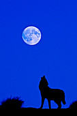 Grey wolf howling at full moon, composite image
