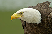 Adult bald eagle