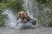 Brown bear hunting salmon