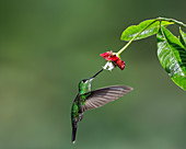 Female Green-crowned brilliant hummingbird