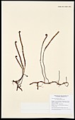 Jamsonia cinnaomea Kunze fern specimen