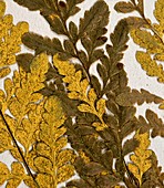 Yellow fern specimen