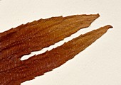 Dipteris conjugate fern specimen