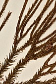 Lycopodium pinifolium fern specimen