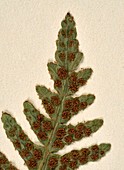 Dipteris conjugate fern specimen