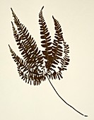 Adiantopsis radiata fern specimen