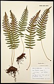 Polypodium vulgare fern specimen