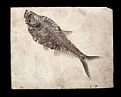 Diplomystus dentus fossil fish